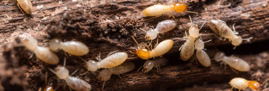 Termites